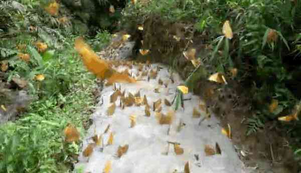 蝶美化妆品加盟地址(蝶美化妆品加盟地址查询)插图1