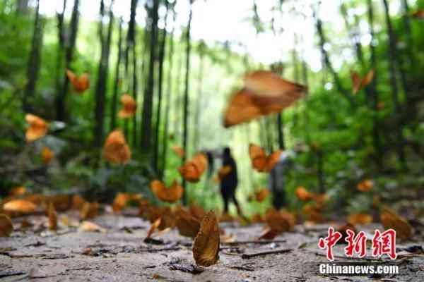 蝶美化妆品加盟地址(蝶美化妆品加盟地址查询)插图2