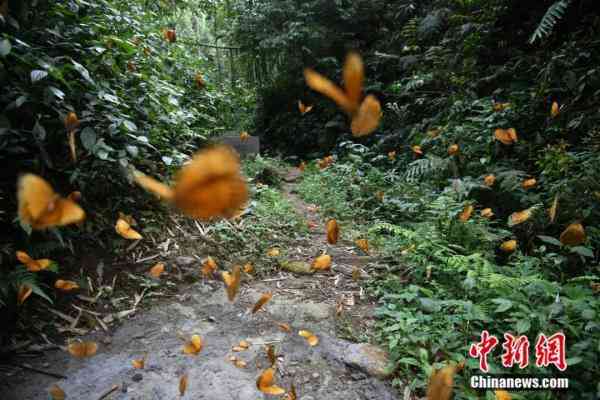 蝶美化妆品加盟地址(蝶美化妆品加盟地址查询)插图4