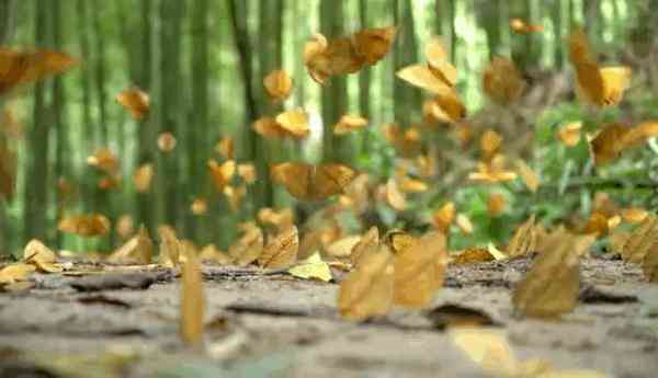 蝶美化妆品加盟地址(蝶美化妆品加盟地址查询)插图5