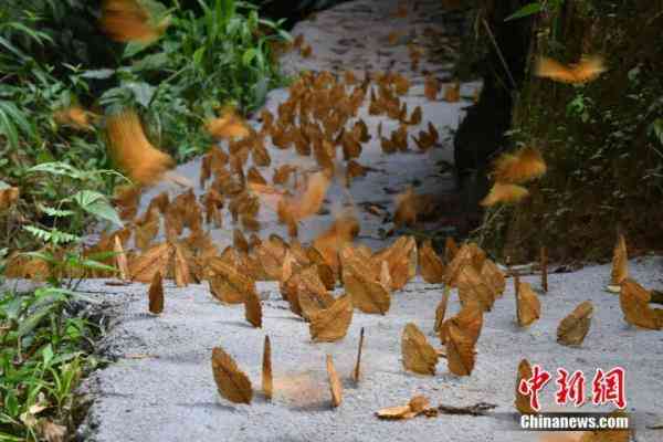 蝶美化妆品加盟地址(蝶美化妆品加盟地址查询)插图8