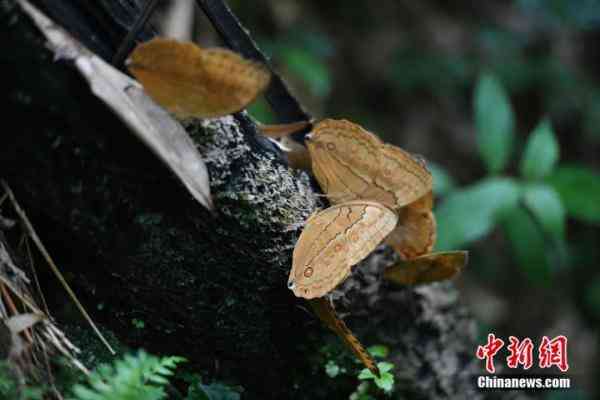 蝶美化妆品加盟地址(蝶美化妆品加盟地址查询)插图10