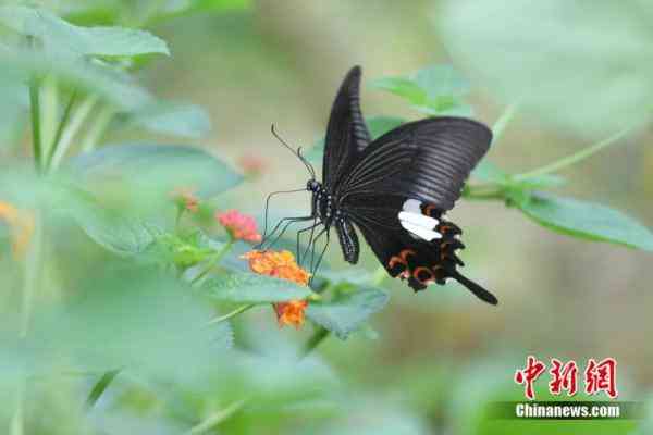 蝶美化妆品加盟地址(蝶美化妆品加盟地址查询)插图11