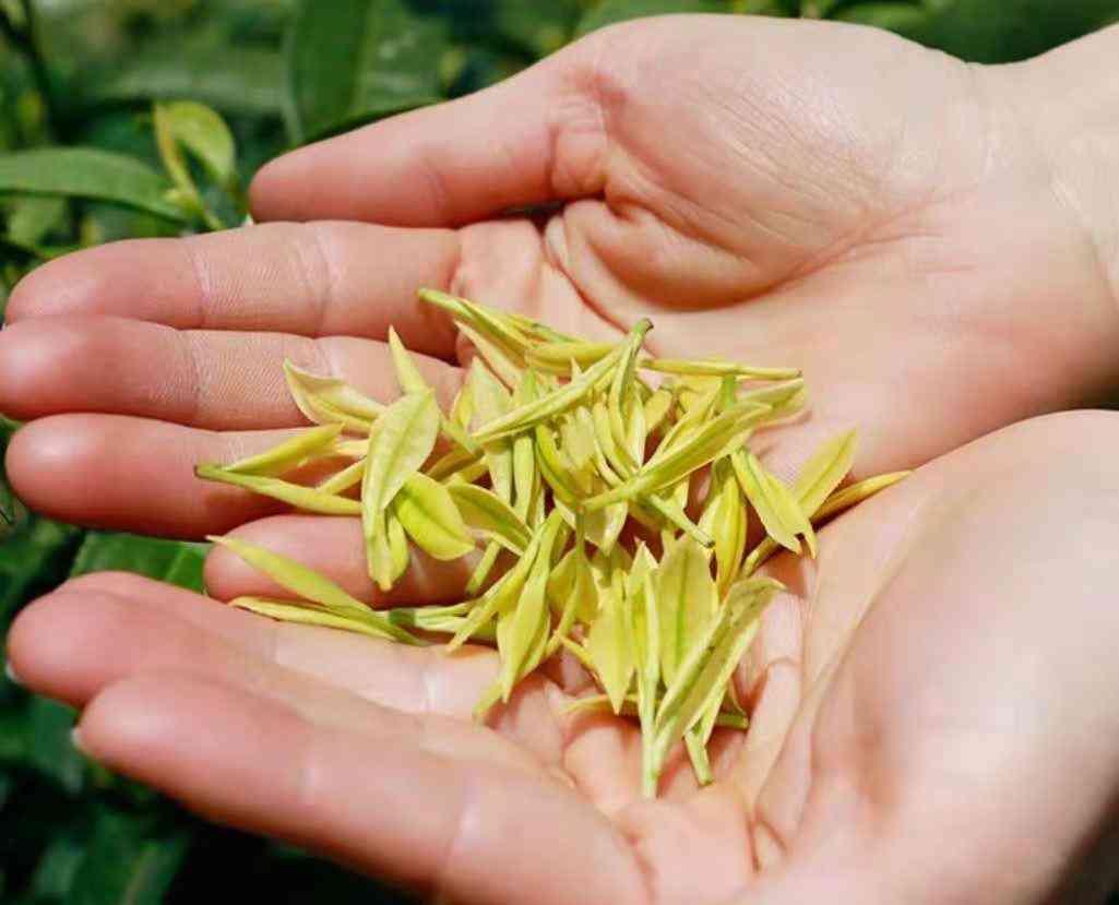 黄金芽茶叶价格一般在多少