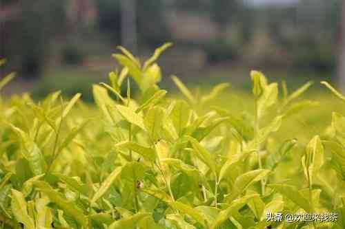 黄金芽茶叶价格一般在多少插图1