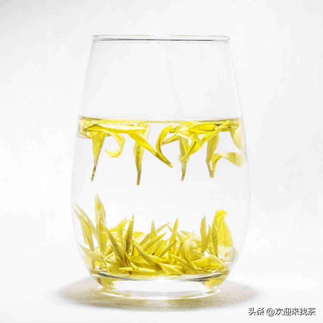 黄金芽茶叶价格一般在多少插图5
