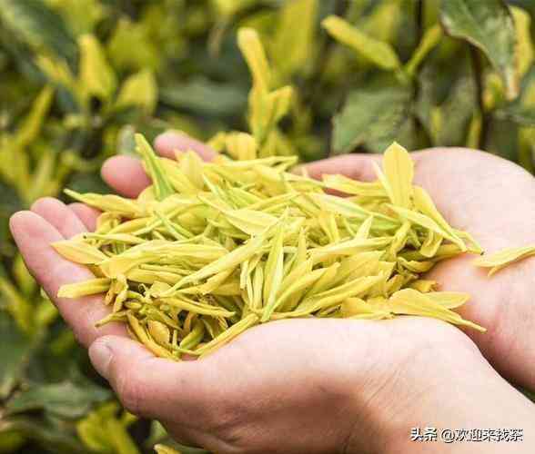 黄金芽茶叶价格一般在多少插图6