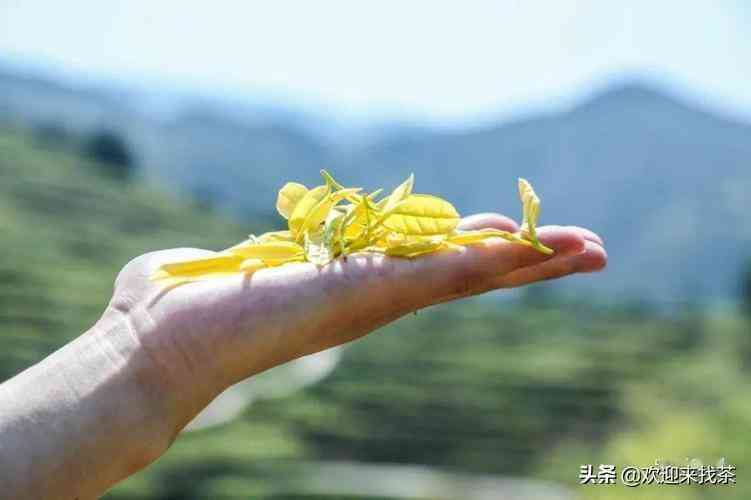 黄金芽茶叶价格一般在多少插图7
