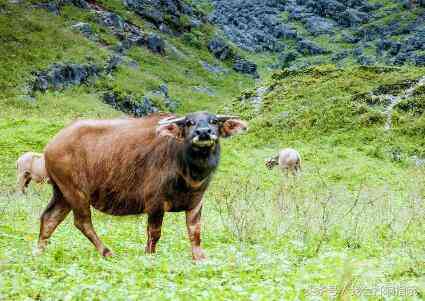 兴隆黄金屋今日金价(兴隆黄金屋今日金价多少)插图1