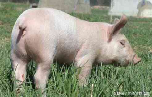 兴隆黄金屋今日金价(兴隆黄金屋今日金价多少)插图2