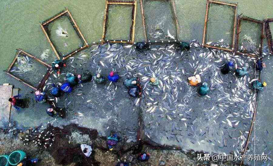 吴江地区回收黄金价格今日(吴江地区回收黄金价格今日表)插图2