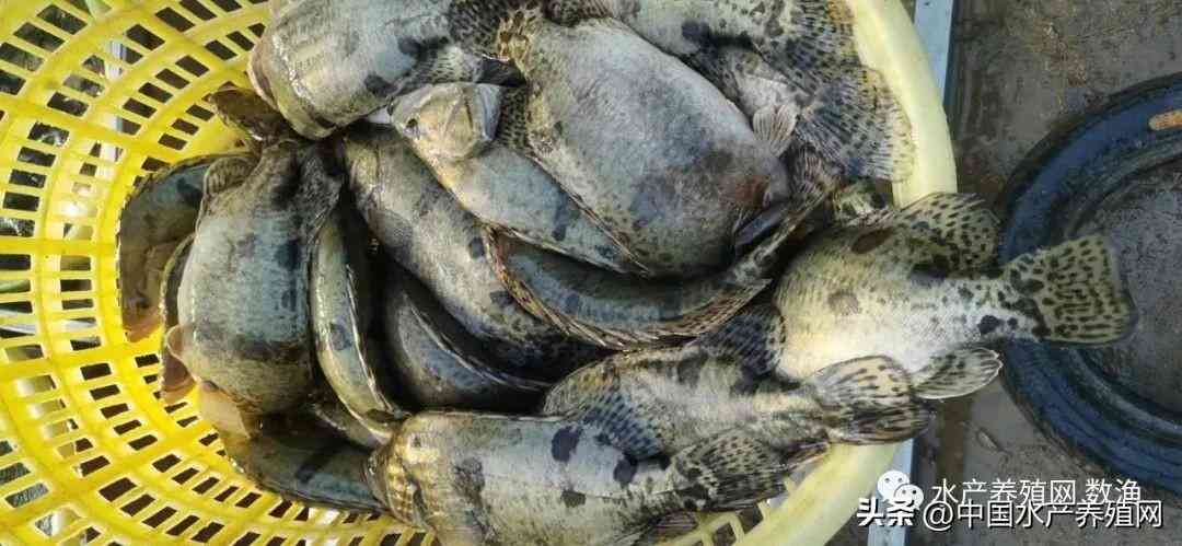 吴江地区回收黄金价格今日(吴江地区回收黄金价格今日表)插图4