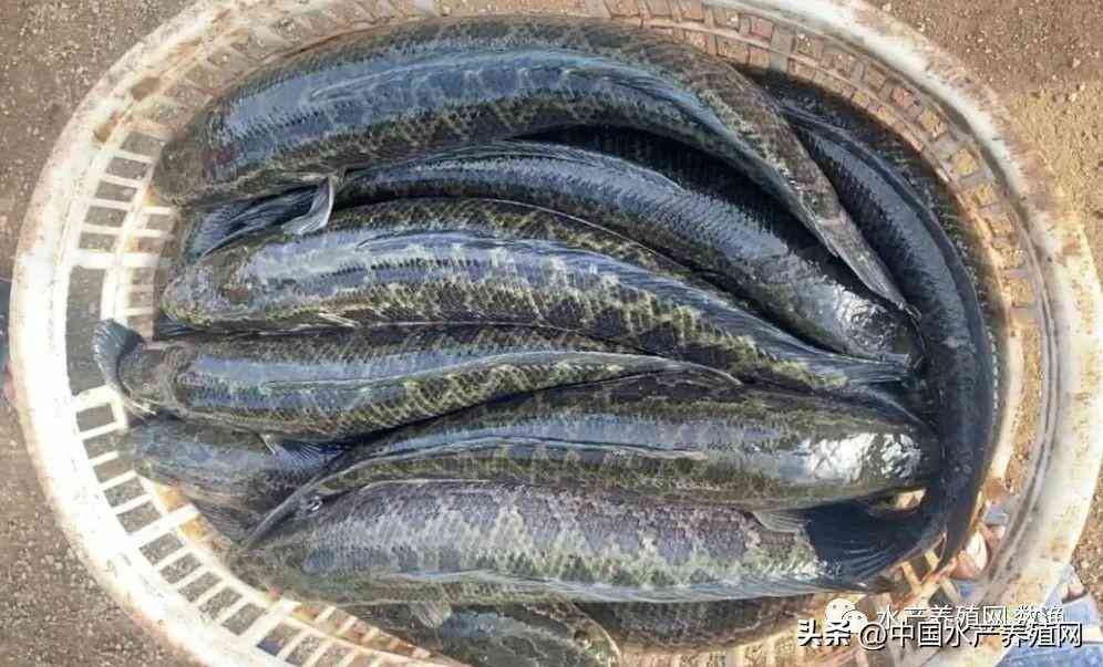 吴江地区回收黄金价格今日(吴江地区回收黄金价格今日表)插图5