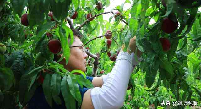 峡山黄金价格今日查询(峡山黄金价格今日查询表)