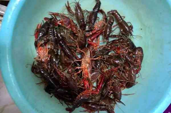 8月11日今日金价(8月11日今日金价多少钱)插图11