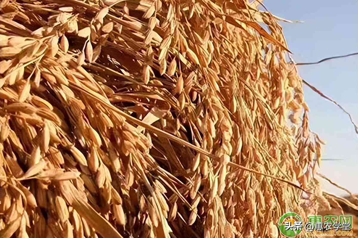 松原2023今日金价(松原今日黄金价格)插图2