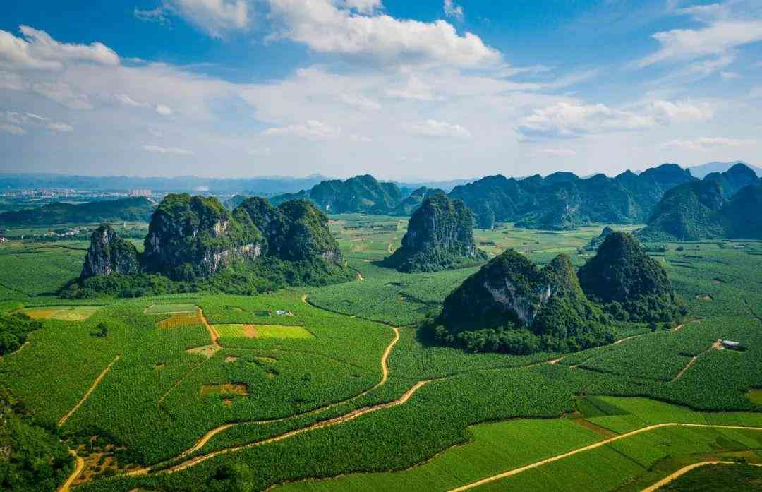 婴猴幼崽今日黄金价格(小婴猴价格)插图1