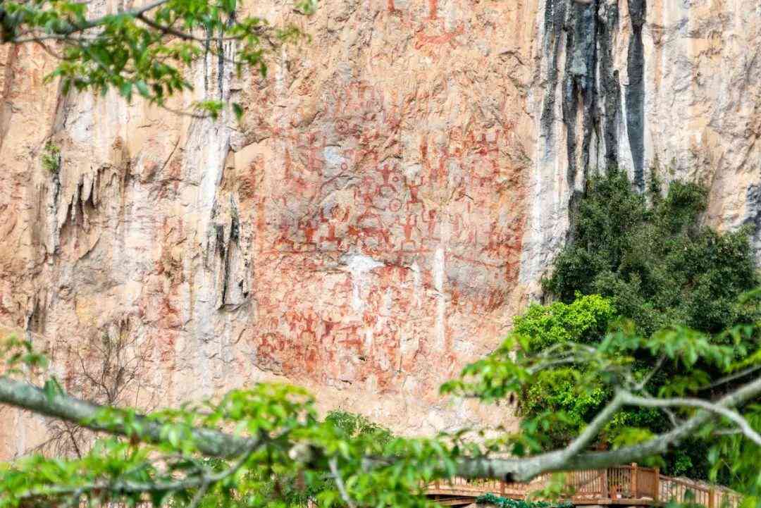 婴猴幼崽今日黄金价格(小婴猴价格)插图4