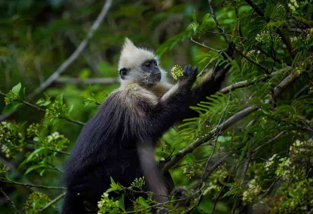 婴猴幼崽今日黄金价格(小婴猴价格)插图5