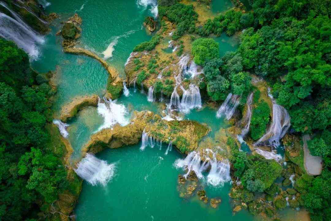 婴猴幼崽今日黄金价格(小婴猴价格)插图9