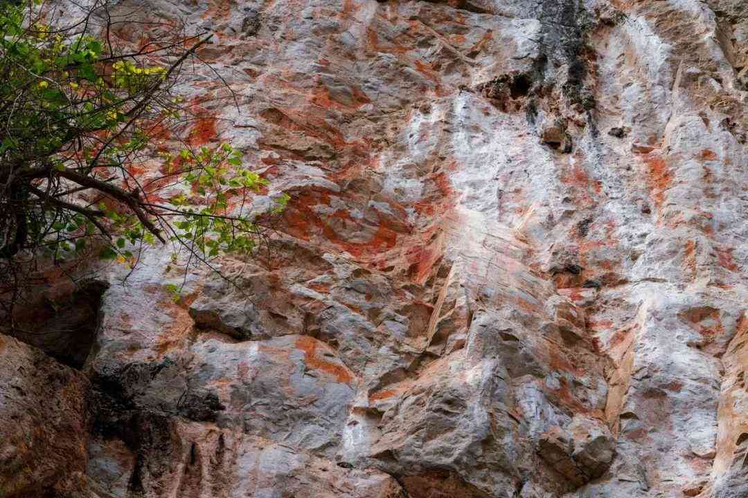 婴猴幼崽今日黄金价格(小婴猴价格)插图16