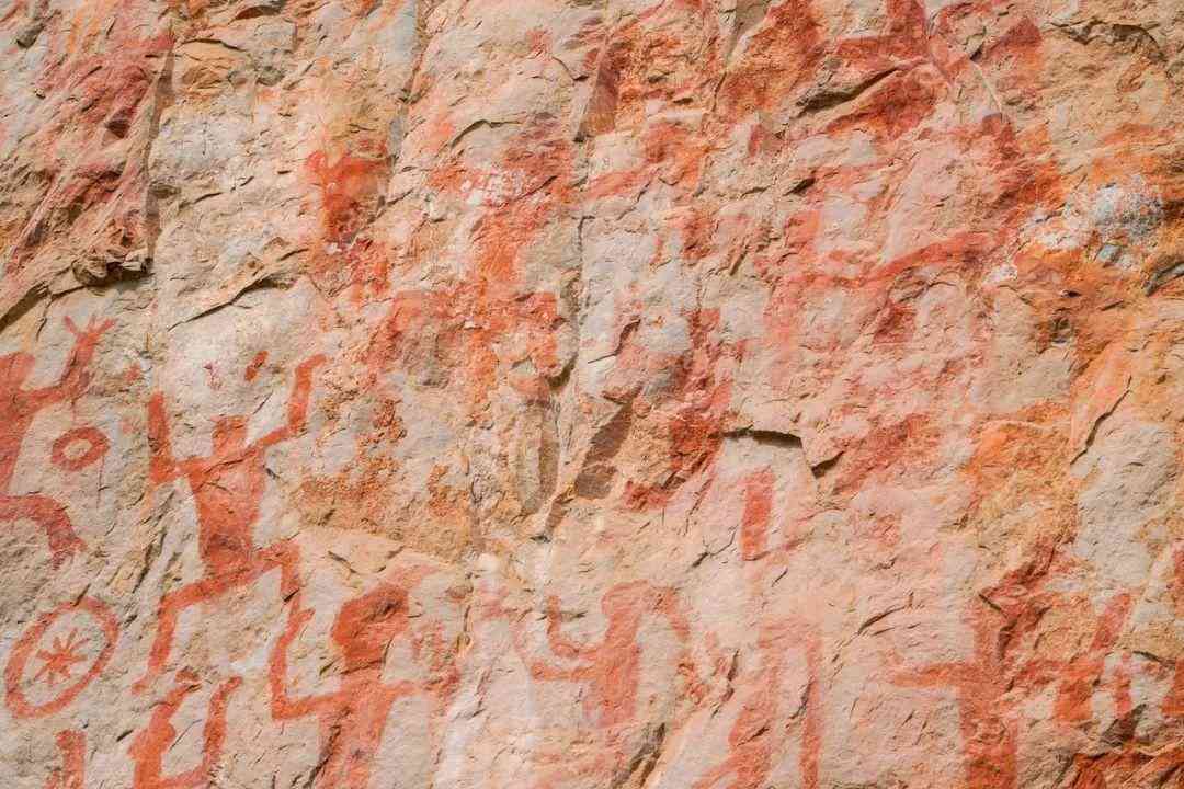 婴猴幼崽今日黄金价格(小婴猴价格)插图17