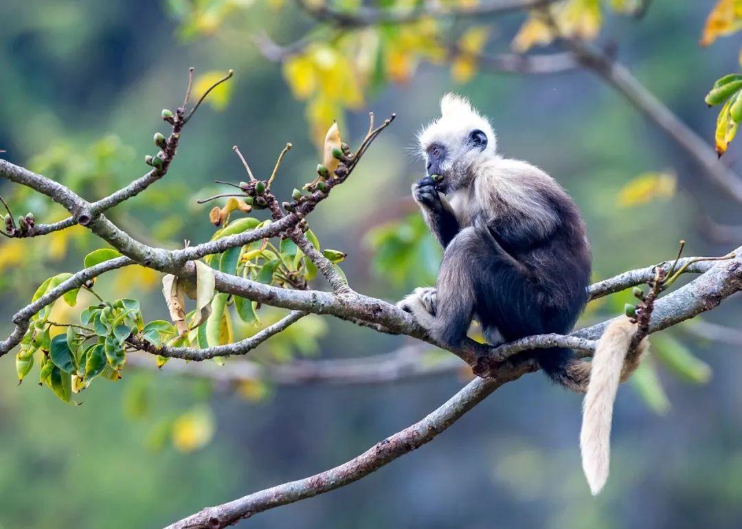婴猴幼崽今日黄金价格(小婴猴价格)插图21