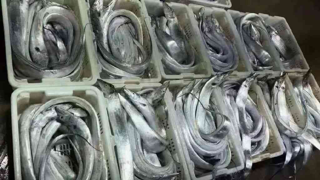 今日黄金价大连(大连今日黄金价格多少钱一克)