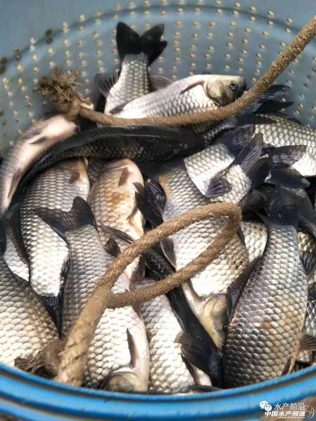 湖北仙桃商城今日金价(湖北仙桃商城今日金价查询)插图