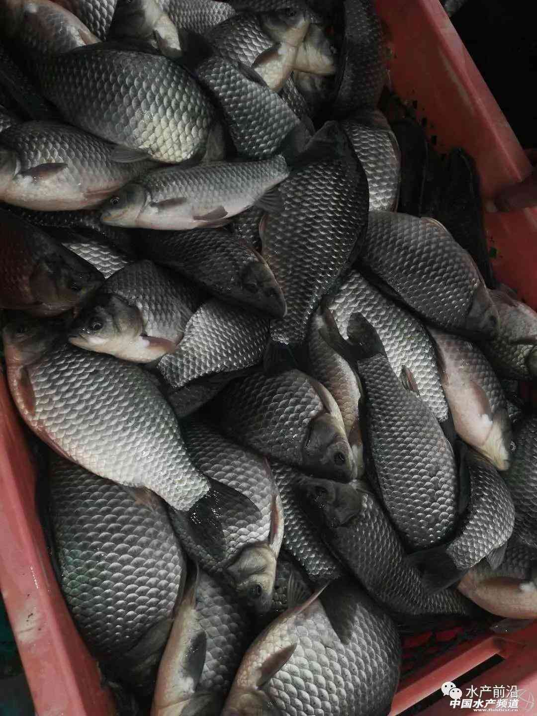 湖北仙桃商城今日金价(湖北仙桃商城今日金价查询)插图2