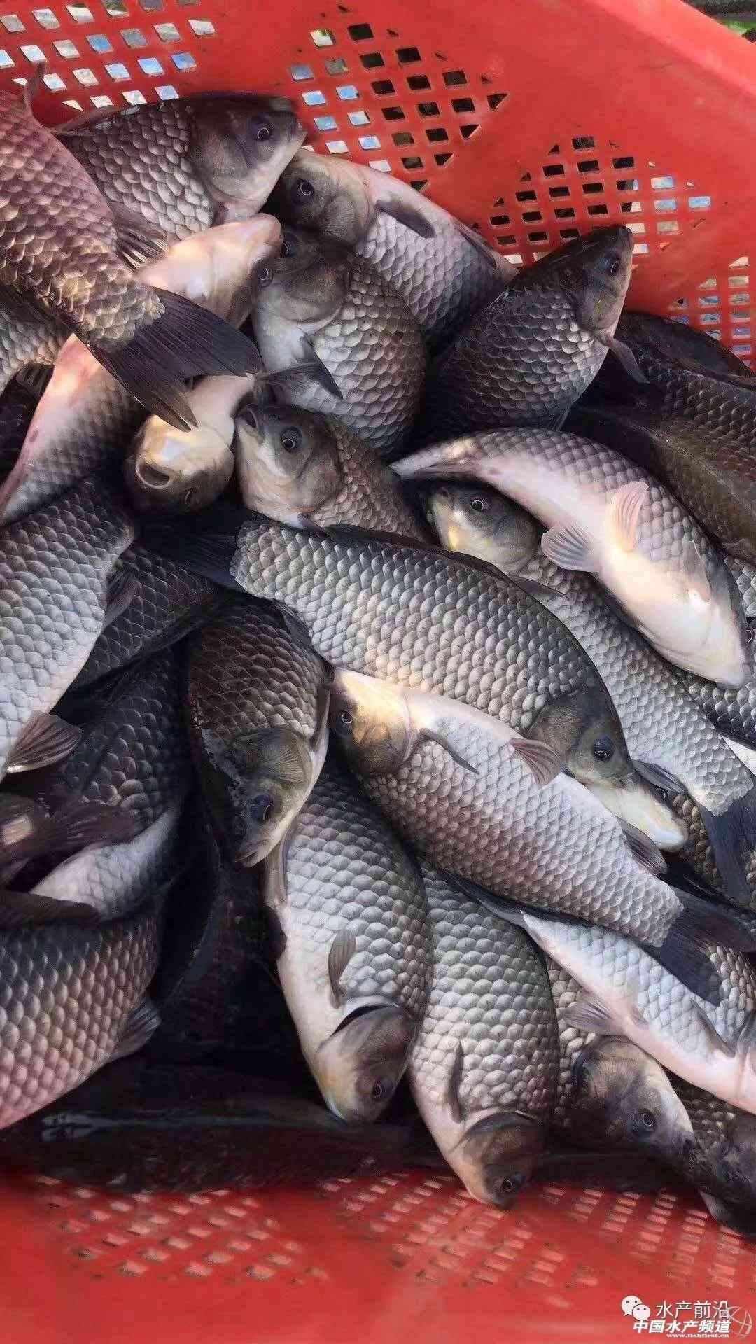 湖北仙桃商城今日金价(湖北仙桃商城今日金价查询)插图5