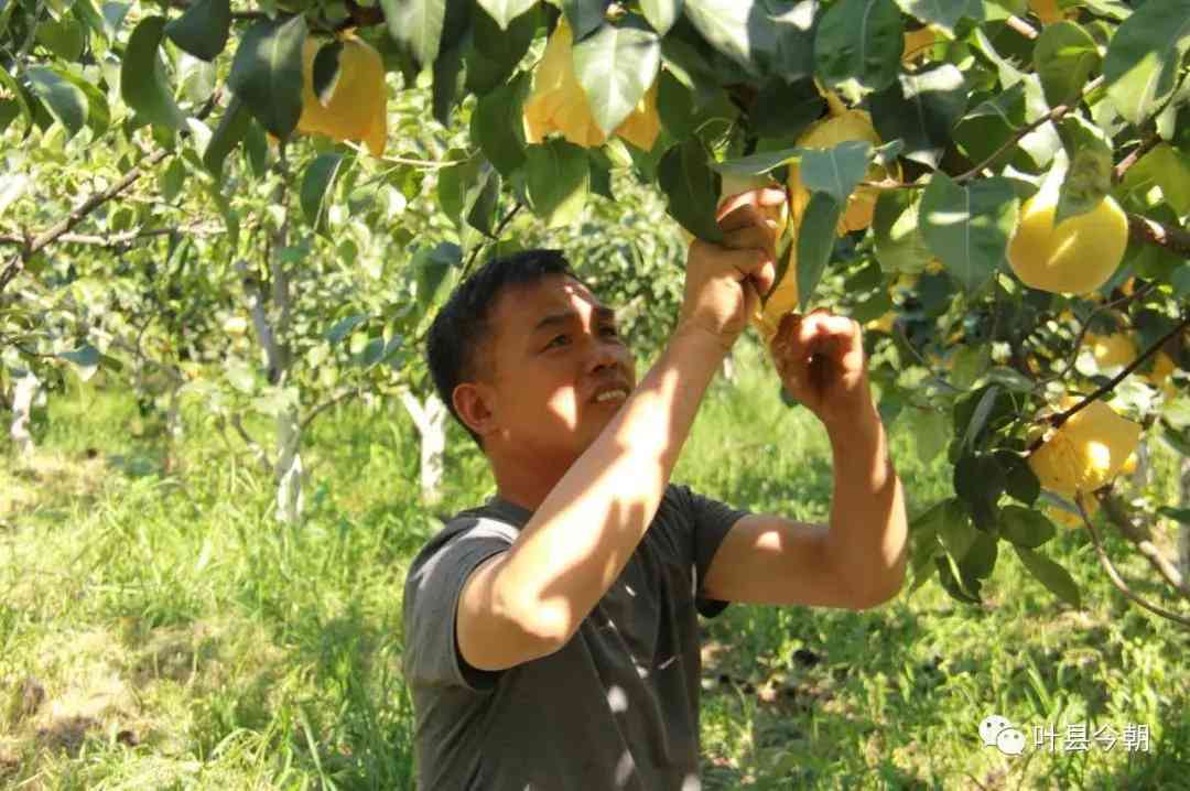 叶县今日黄金价格查询(叶县今日黄金价格查询消息)插图1