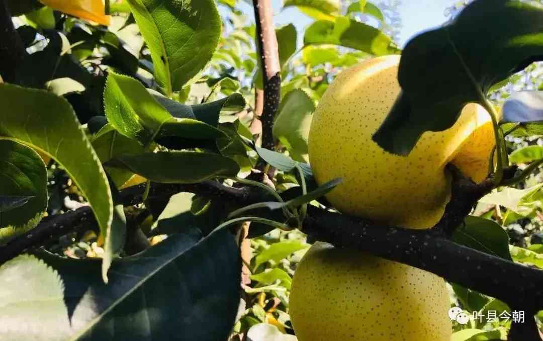 叶县今日黄金价格查询(叶县今日黄金价格查询消息)插图2