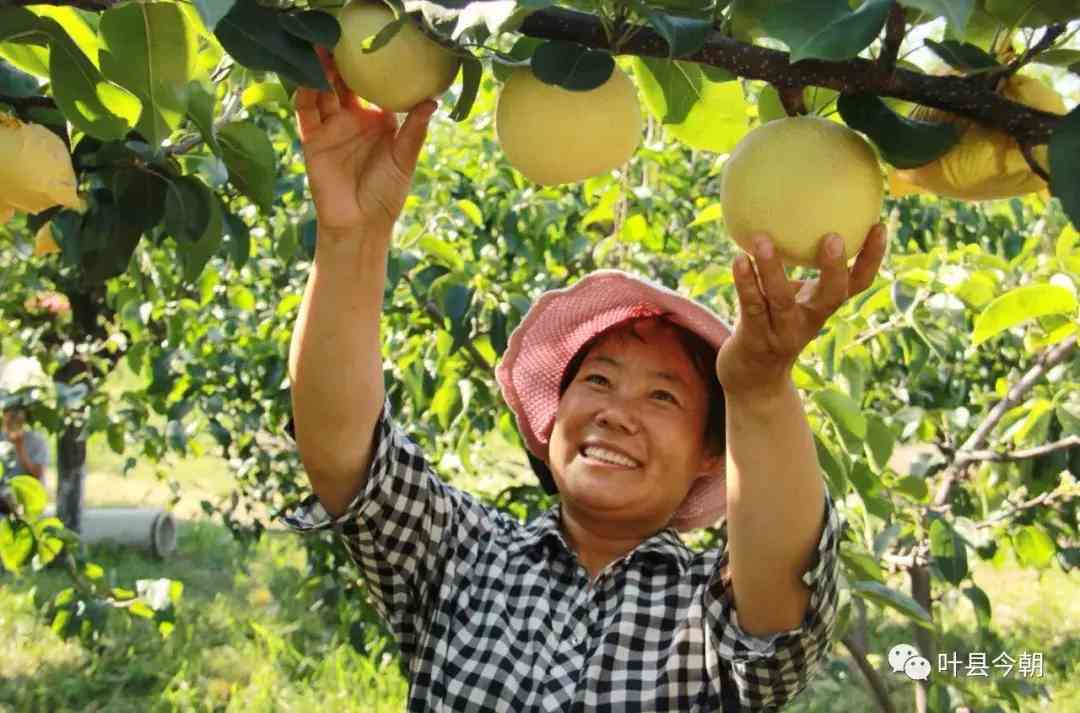 叶县今日黄金价格查询(叶县今日黄金价格查询消息)插图3