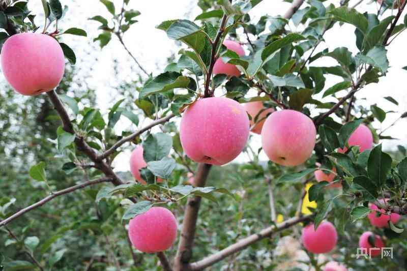 平凉市今日黄金价格(平凉市今日黄金价格行情)