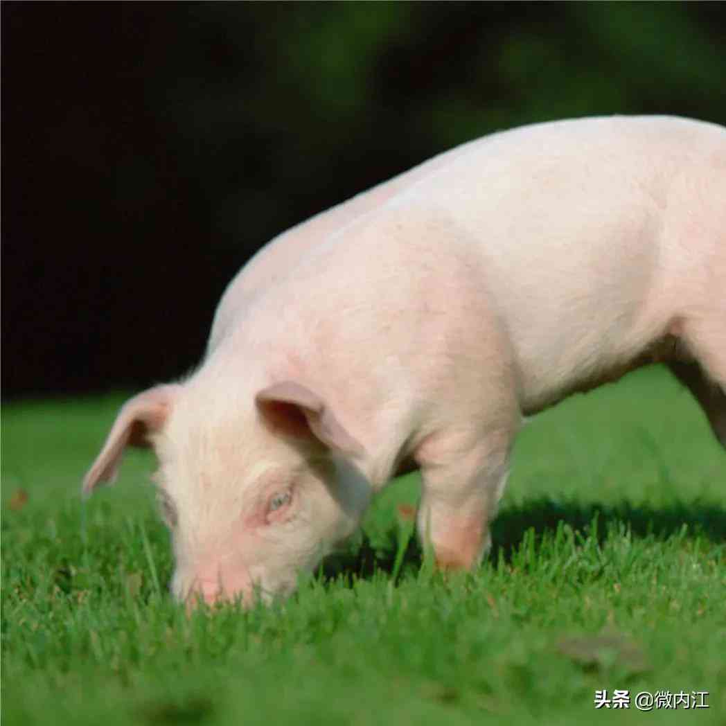 隆昌今日黄金价格查询(隆昌今日黄金价格查询消息)插图2