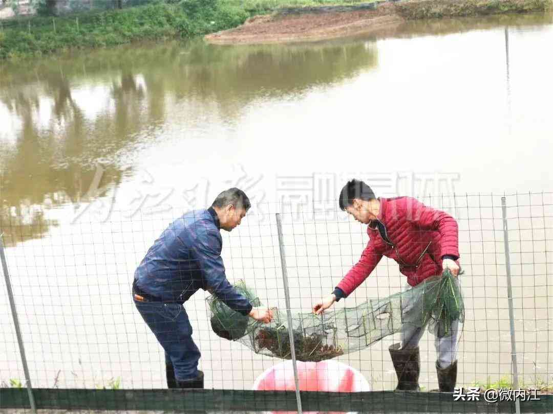 隆昌今日黄金价格查询(隆昌今日黄金价格查询消息)插图3