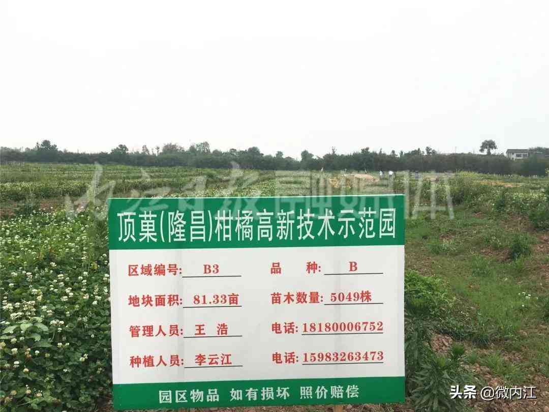 隆昌今日黄金价格查询(隆昌今日黄金价格查询消息)插图4