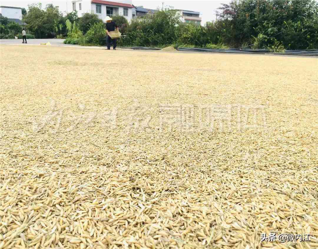 隆昌今日黄金价格查询(隆昌今日黄金价格查询消息)插图7