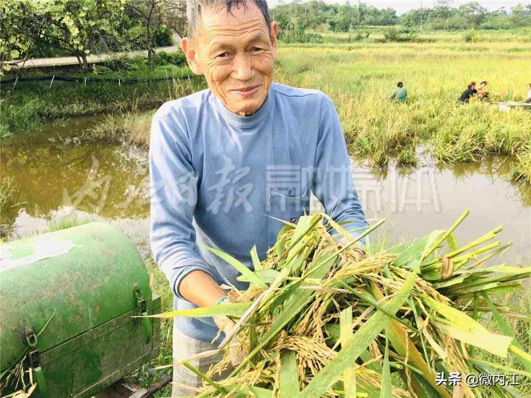 隆昌今日黄金价格查询(隆昌今日黄金价格查询消息)插图8