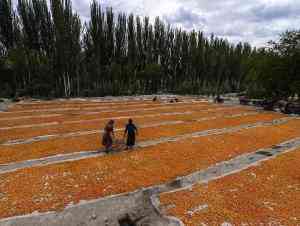 喀什今日黄金价(喀什今日黄金价格查询)插图10 喀什今日黄金价(喀什今日黄金价格查询)插图10