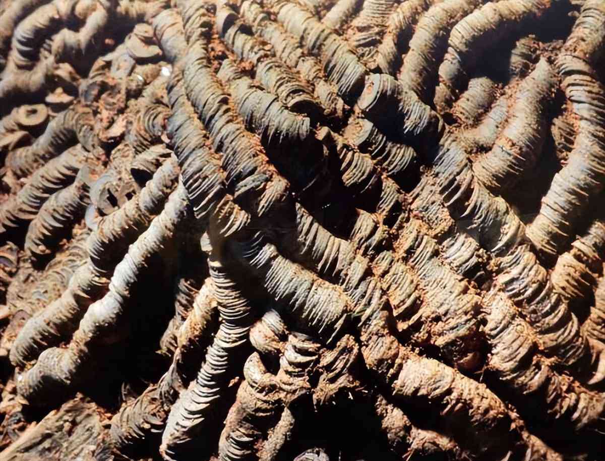 毛金价格今日多少钱一克(毛黄金价格多少一克)插图2 毛金价格今日多少钱一克(毛黄金价格多少一克)插图2