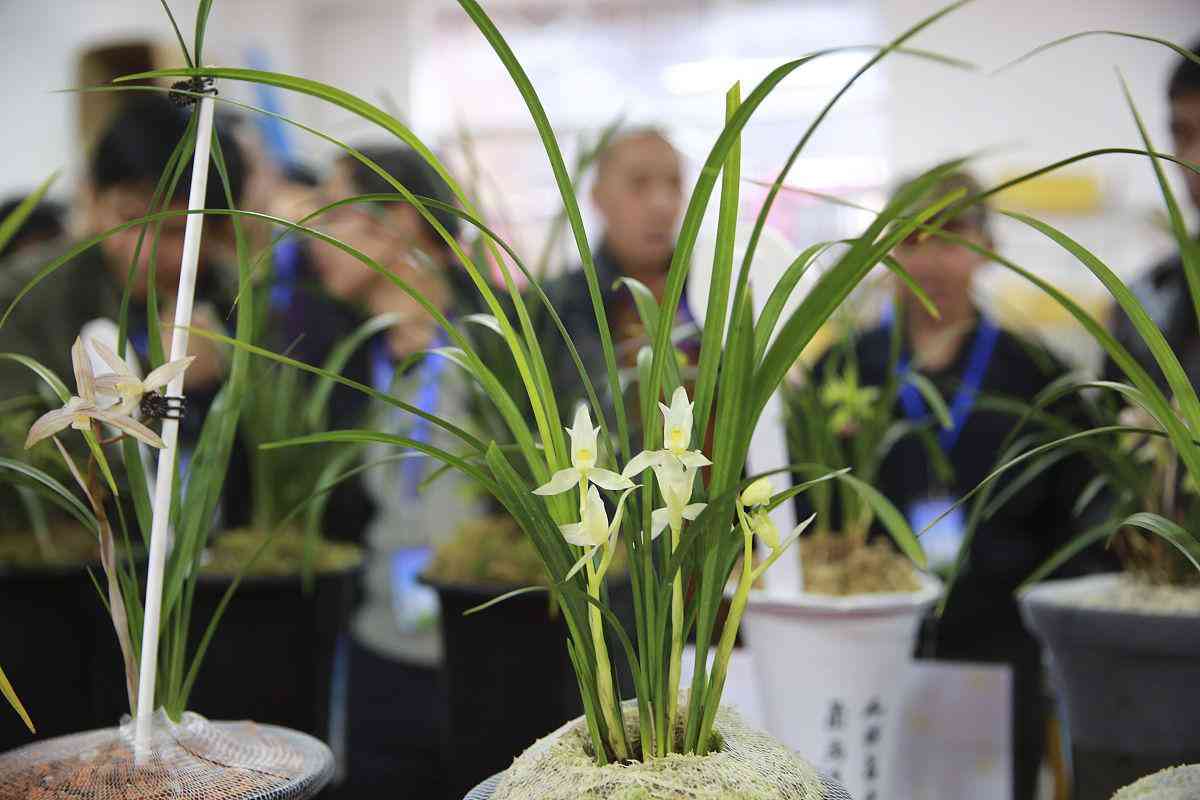 墨兰今日黄金金价走势图(墨兰今日黄金金价走势图表)插图 墨兰今日黄金金价走势图(墨兰今日黄金金价走势图表)插图