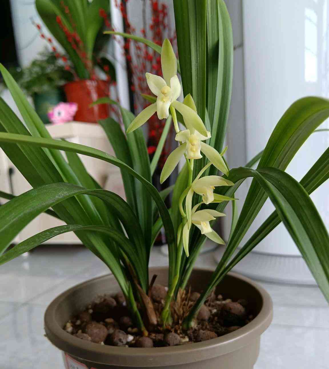 墨兰今日黄金金价走势图(墨兰今日黄金金价走势图表)插图1 墨兰今日黄金金价走势图(墨兰今日黄金金价走势图表)插图1