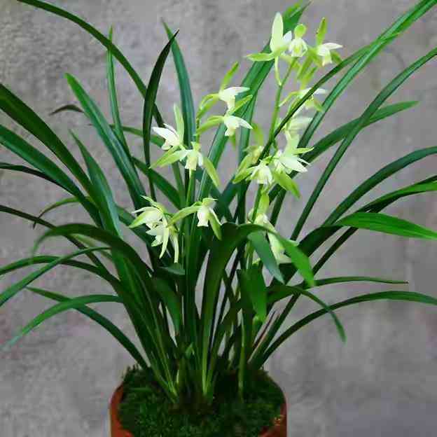 墨兰今日黄金金价走势图(墨兰今日黄金金价走势图表)插图2 墨兰今日黄金金价走势图(墨兰今日黄金金价走势图表)插图2