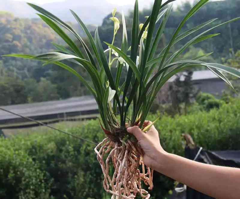 墨兰今日黄金金价走势图(墨兰今日黄金金价走势图表)插图3 墨兰今日黄金金价走势图(墨兰今日黄金金价走势图表)插图3