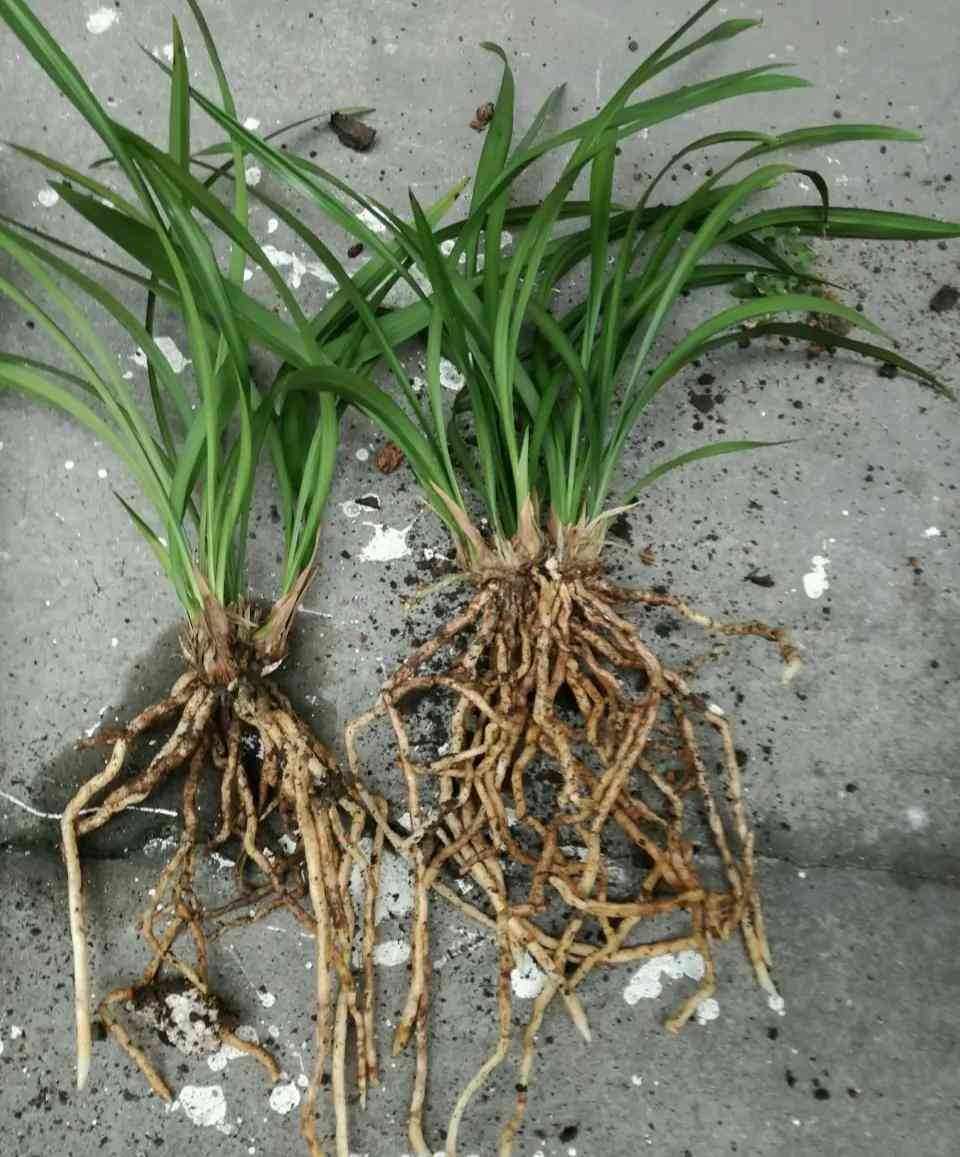 墨兰今日黄金金价走势图(墨兰今日黄金金价走势图表)插图4 墨兰今日黄金金价走势图(墨兰今日黄金金价走势图表)插图4