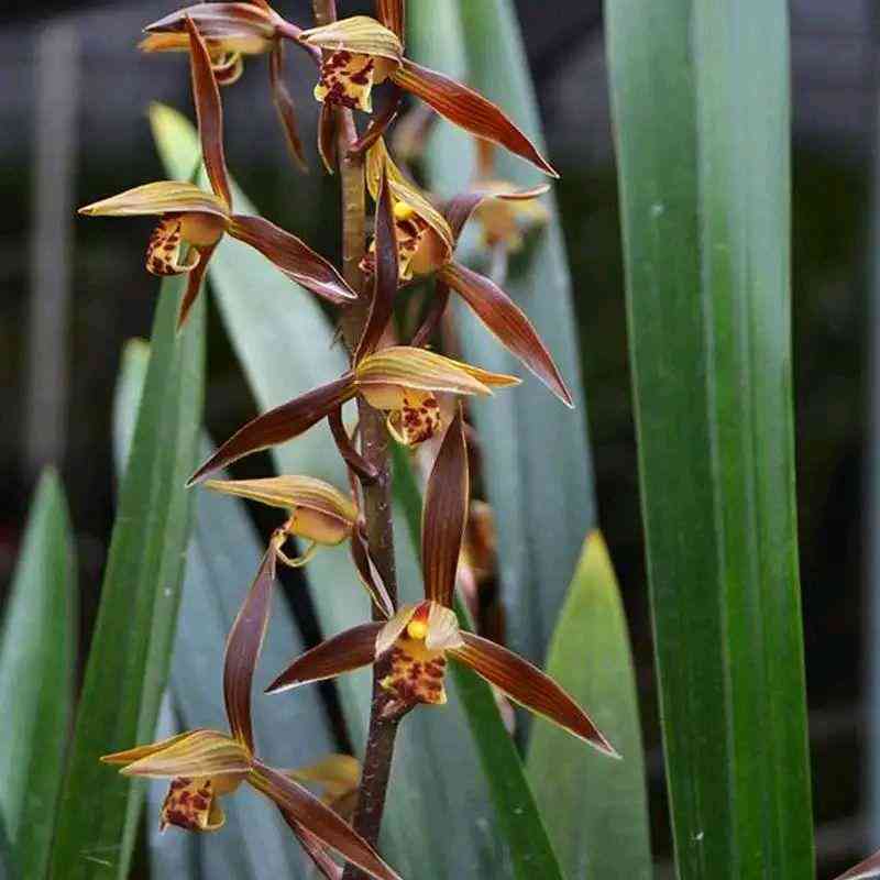 墨兰今日黄金金价走势图(墨兰今日黄金金价走势图表)插图5 墨兰今日黄金金价走势图(墨兰今日黄金金价走势图表)插图5