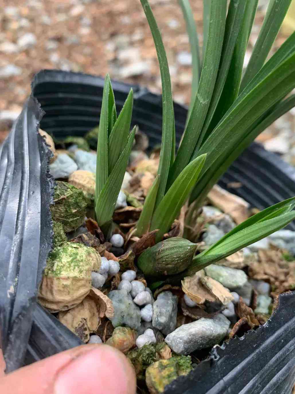 墨兰今日黄金金价走势图(墨兰今日黄金金价走势图表)插图8 墨兰今日黄金金价走势图(墨兰今日黄金金价走势图表)插图8