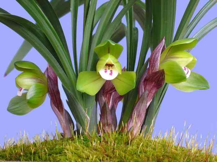 墨兰今日黄金金价走势图(墨兰今日黄金金价走势图表)插图9 墨兰今日黄金金价走势图(墨兰今日黄金金价走势图表)插图9